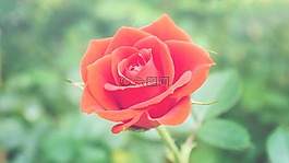 紅色,玫瑰,花