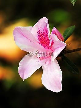 花,植物,大自然
