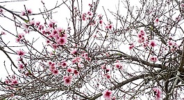 開花,花,春
