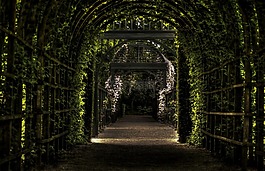prinsentuin,葡萄藤,花園