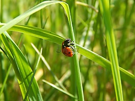 甲蟲,運(yùn)氣,動物