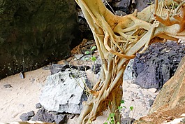 根,樹,老