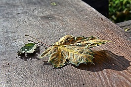 葉,木材,秋
