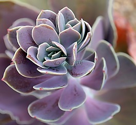 多汁,花的,植物