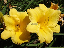 花,性質(zhì),廠