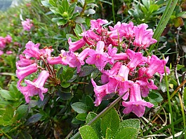 高山玫瑰,開花,almrausch