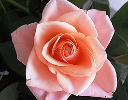 粉紅色,玫瑰,花