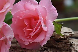 玫瑰,開花,粉紅色