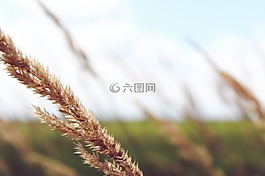 字段,寬,植物