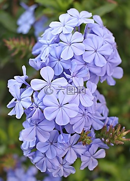 花,紫,紫色的小花