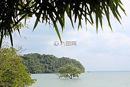 根,樹,老