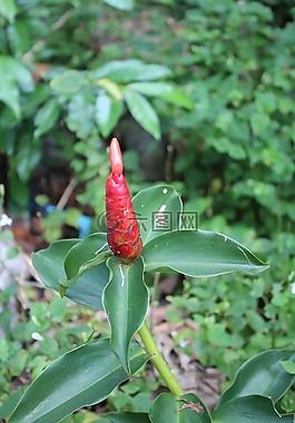 花,開花,春天