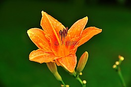 花,性質(zhì),植物
