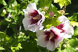 花,廠,性質(zhì)