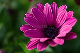 花,性質(zhì),花卉