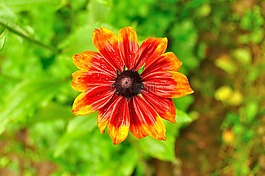 花,雨,性質(zhì)