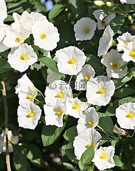 布什,白,花