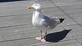 動(dòng)物,鳥,海鷗