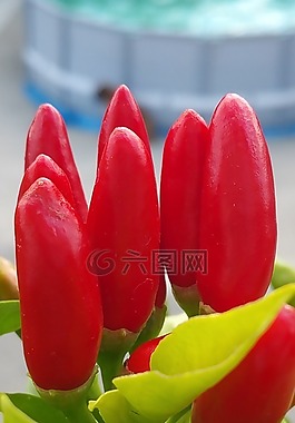 紅辣椒,紅色,夏季