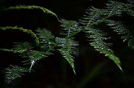 綠色,廠,蕨類
