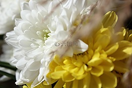 美丽,快乐,花卉