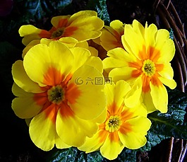 月見草,黃色花,春天的花朵