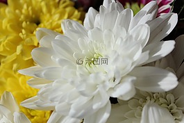 美丽,快乐,花卉