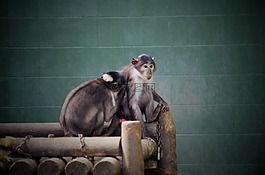 猴子,動物,動物園