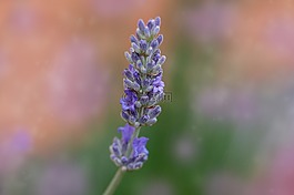 熏衣草,開花,紫