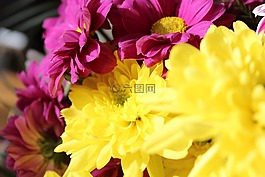 美丽,快乐,花卉