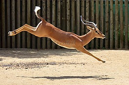 動(dòng)物園,跳轉(zhuǎn),動(dòng)物