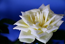 開花,玫瑰,白