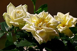 玫瑰,開(kāi)花,白