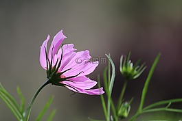 花,紫色,自然