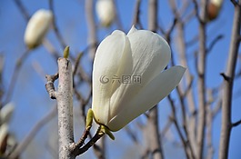 樹,花,自然