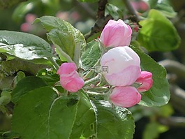 蘋果,開花,關(guān)閉