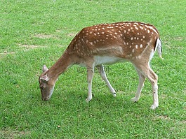 獐鹿,性質(zhì),關(guān)閉
