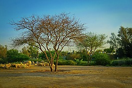 樹,沙漠,景觀
