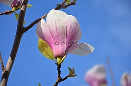 樹,花,自然