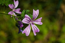 锦葵,花,紫色