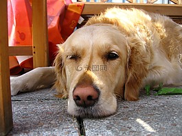 金毛獵犬,狗,打破