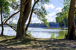 景觀,樹,公園