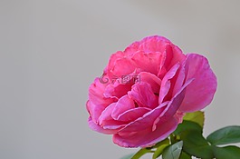 玫瑰,花,粉紅色