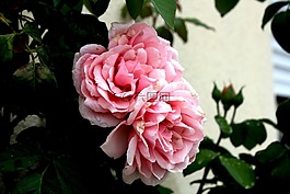 玫瑰,花園,花