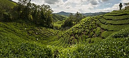 茶园,金马伦高原,马来西亚