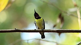鳥,野生動物,自然