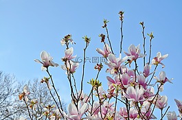 樹,花,自然