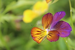 花,自然,特寫(xiě)