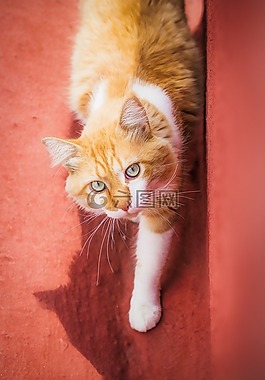 猫,可爱,可爱的