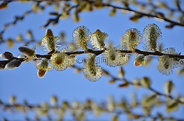 樹,植物,綠色